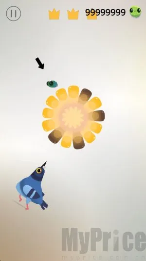 pigeon����