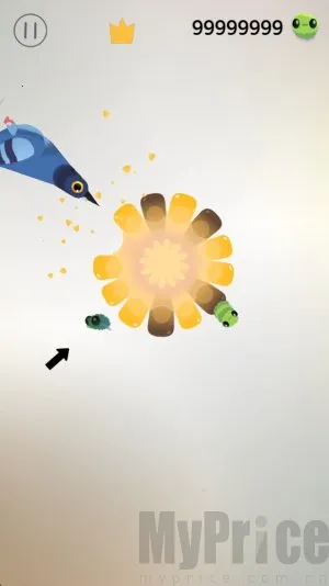 pigeon����